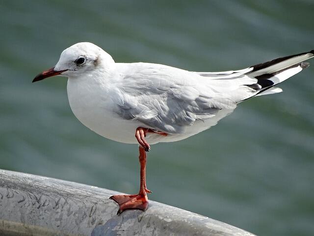 A Gull perched on a railing on one leg.