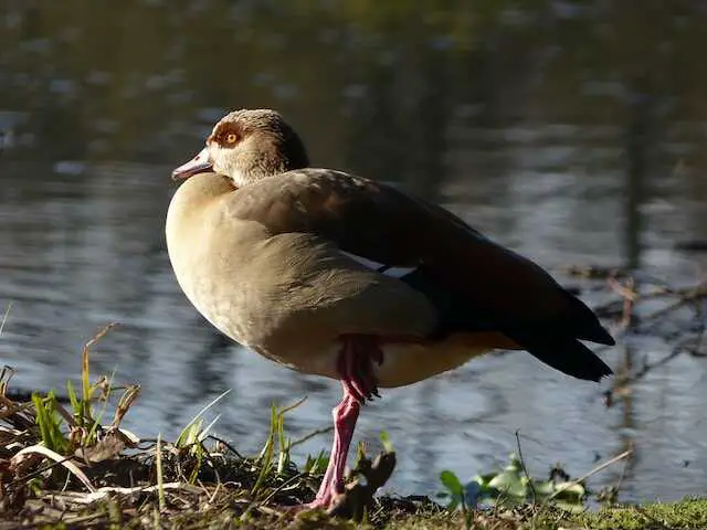 An Egyptian Goose standing on one leg.