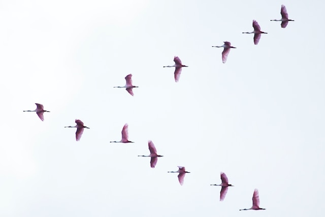 Roseatte Spoonbills flying in a V-formation.
