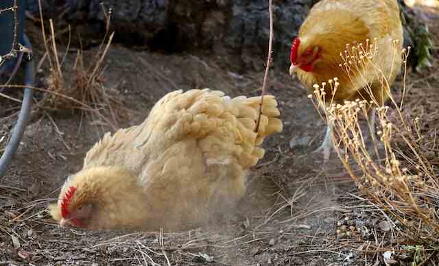 A pair of chickens taking turns with a dust bath.