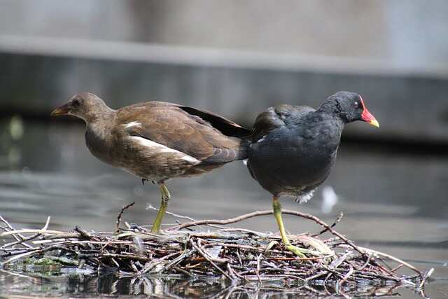 Two Moorhens perched on one leg.