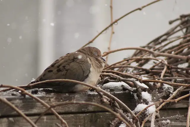 In winter, a Mourning Dove perches in a tree, keeping warm by puffing up and ruffling its feathers.