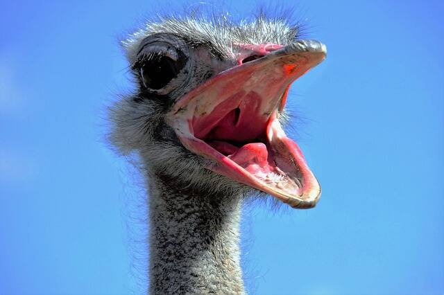 An Ostrich yawning away.