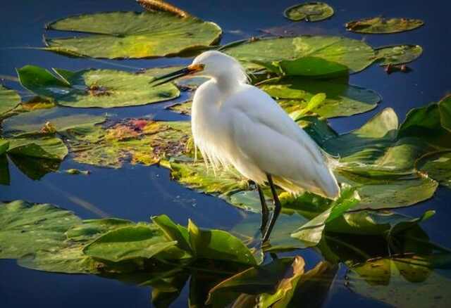 A Snowy Egret perched on a lily pad.
