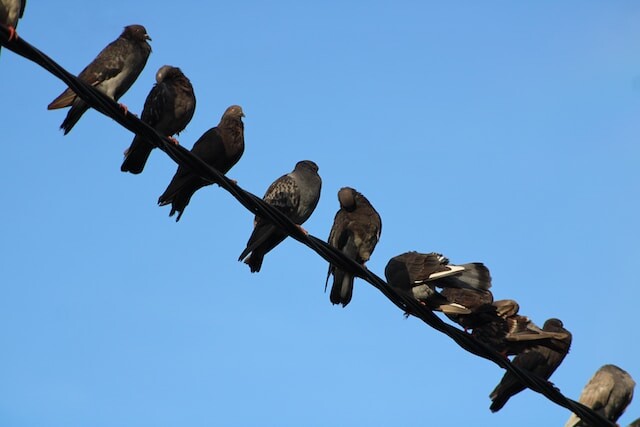 A group of pigeons perched on a power line.