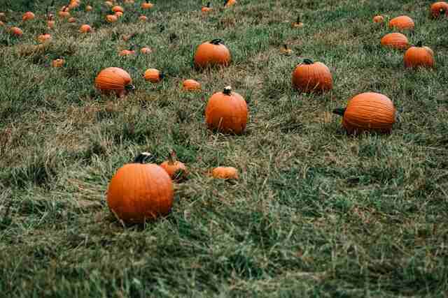 A bunch of pumpkins on the grass.