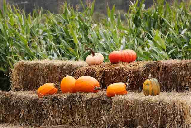 A bunch of pumpkins on a hay bale.