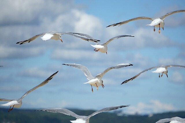 A bunch of seagulls flying in circles.