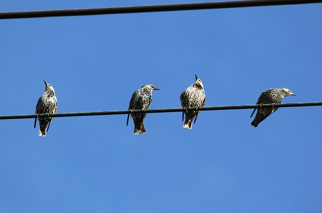 A group of four starlings perched on a power line.