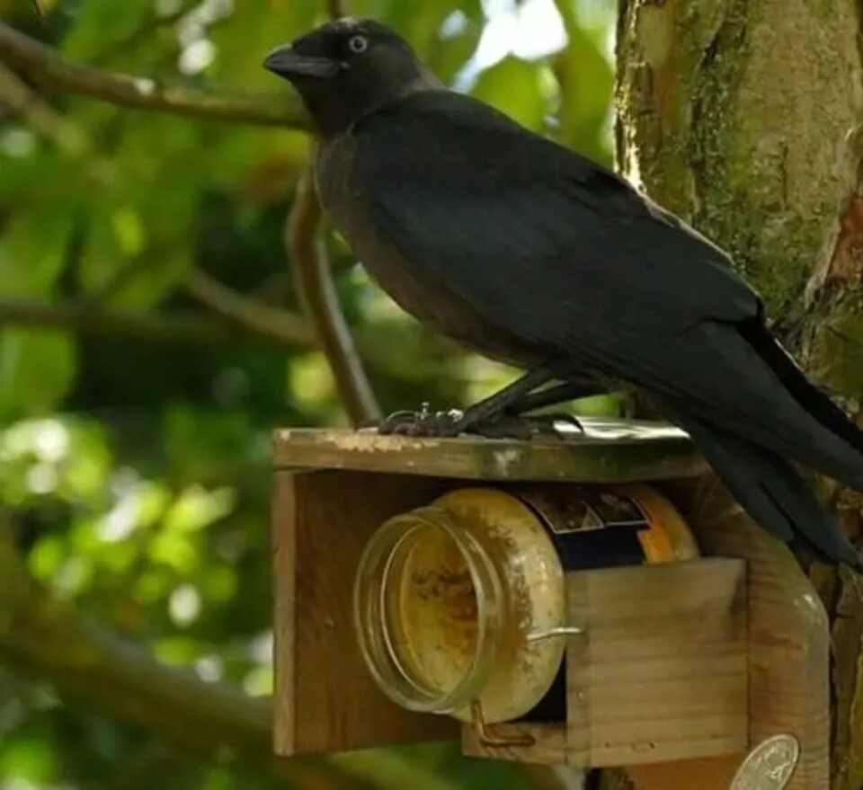 A crow eating peanut butter.