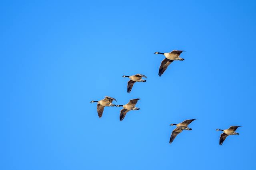 A group of Canada Geese migrating to a new location.