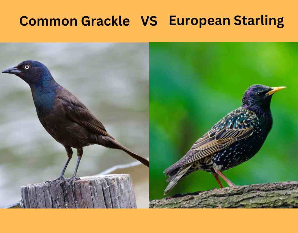 A Common Grackle vs a European Starling.
