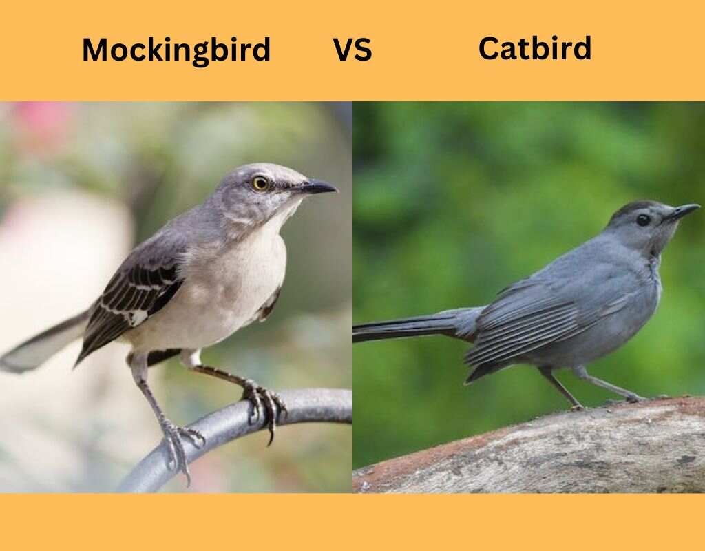 catbird vs mockingbird
