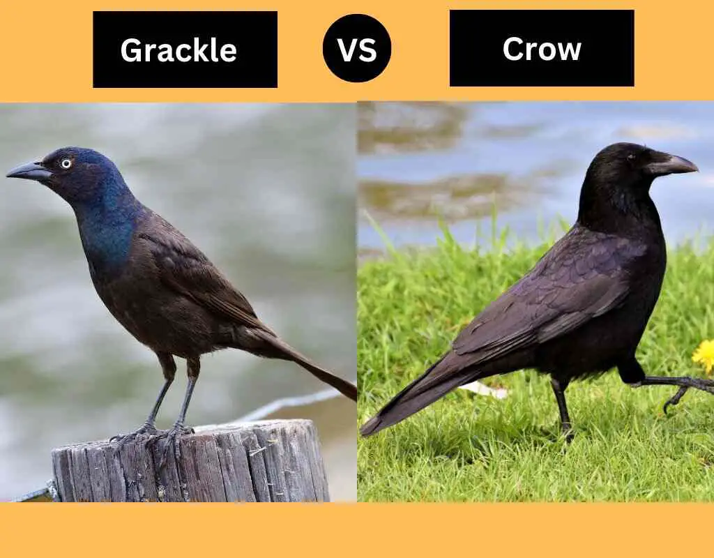 Grackle vs Crow