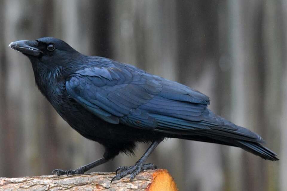 An American Crow feeding.