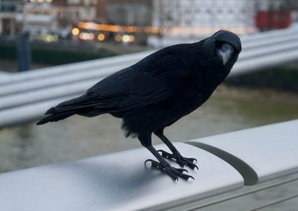 An American Crow perched on a railing.
