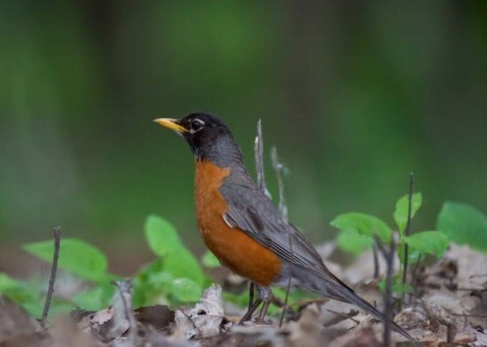 An American Robin foraging on the ground for worms.