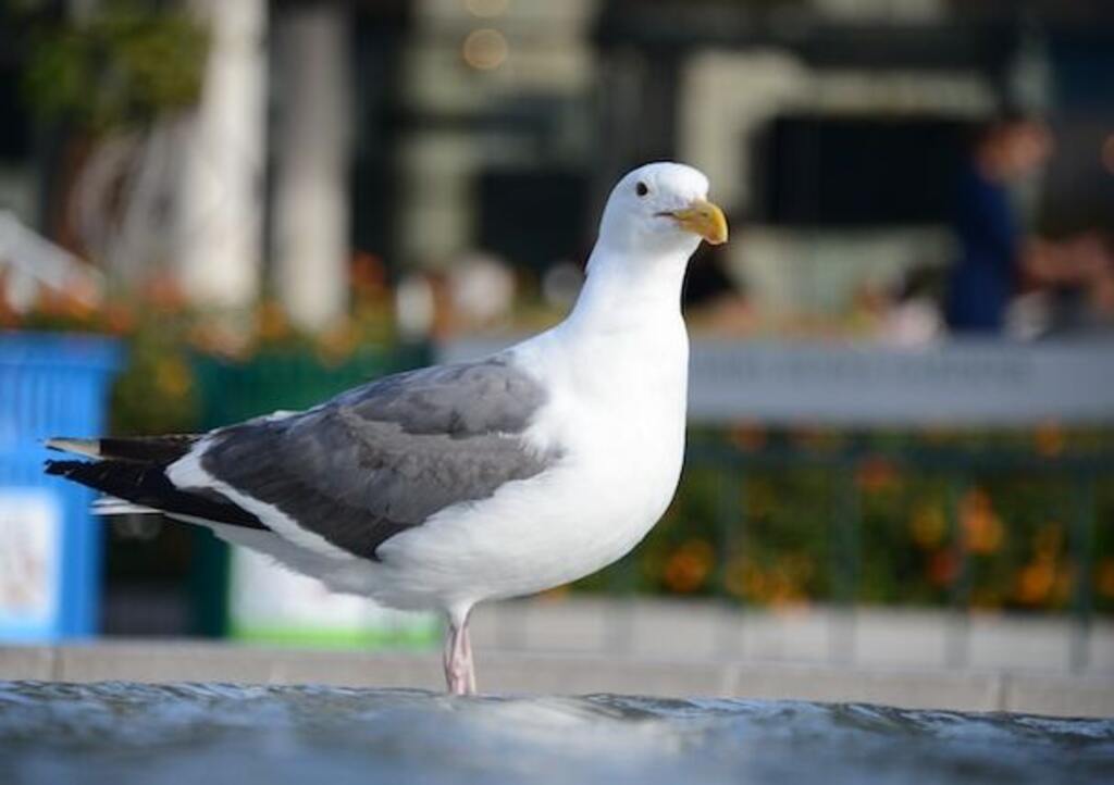 A Seagull perched on a ledge.