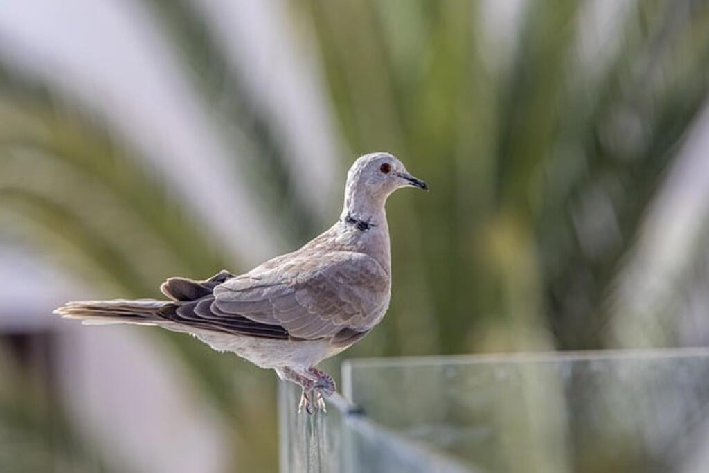 An African Collared Dove pooping on a wall.