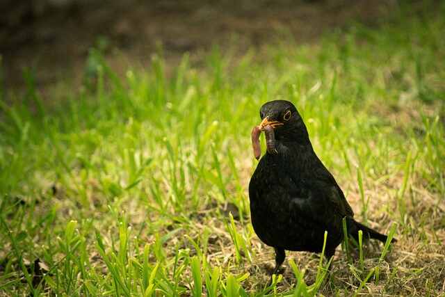 A Common Blackbird eating a worm.