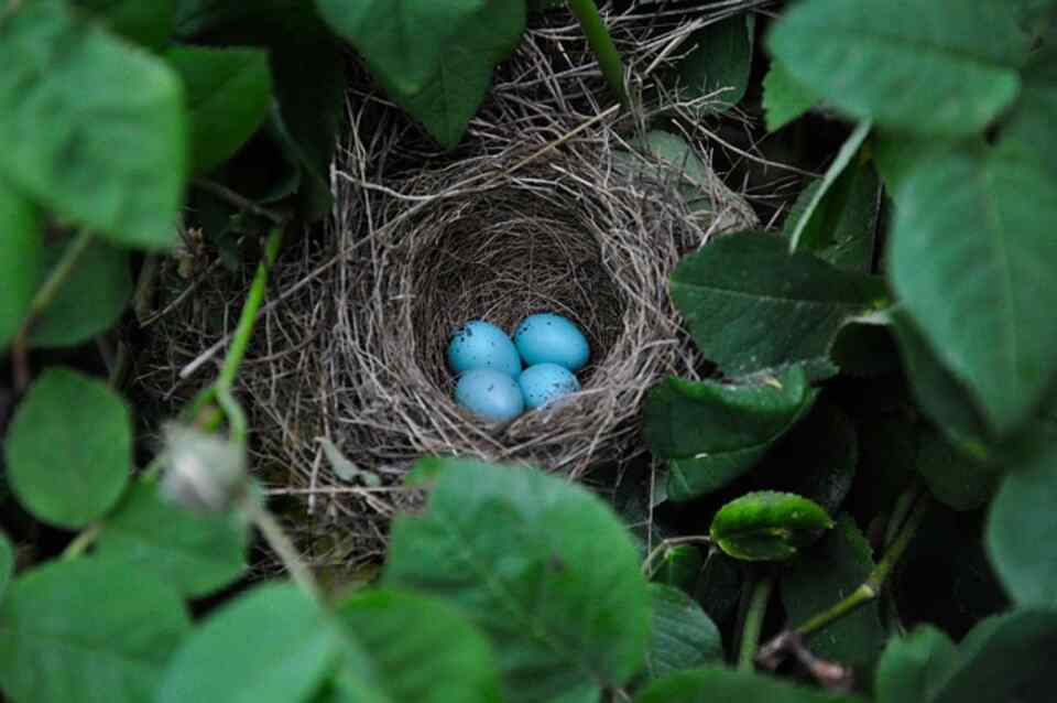 Four small blue eggs in a nest.