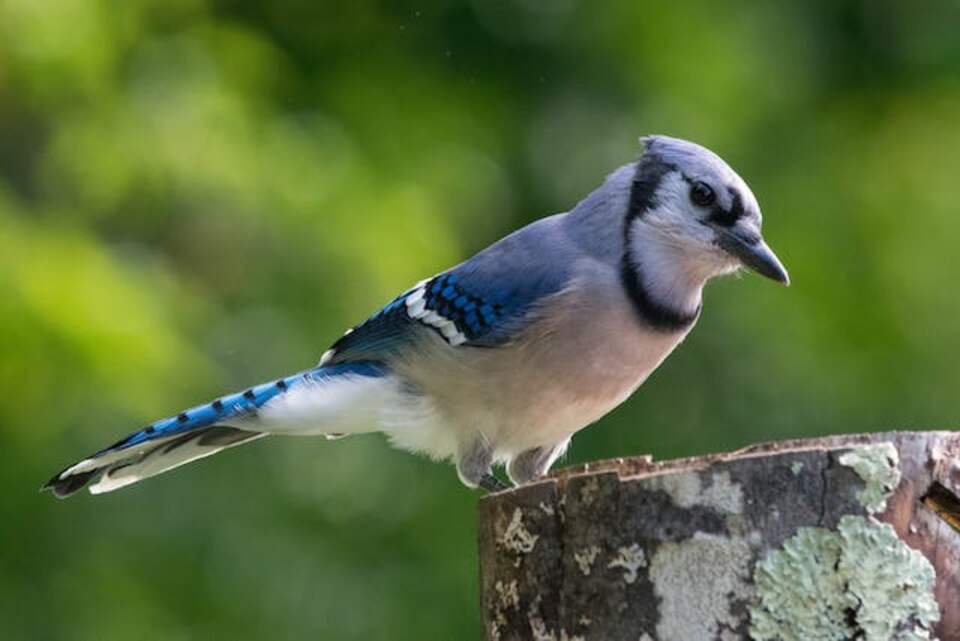A Blue Jay perched on a tree.