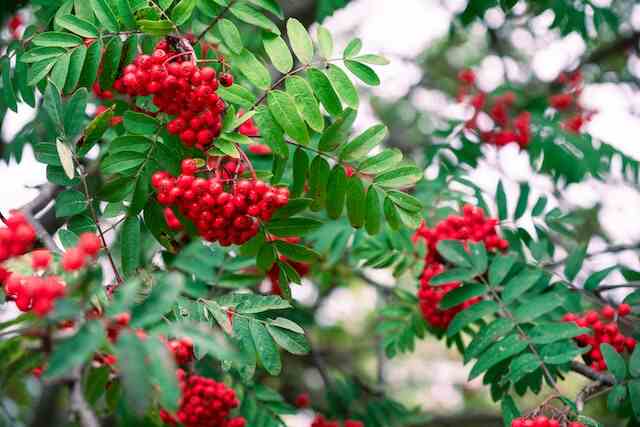Mountain Ash Tree with red berries.
