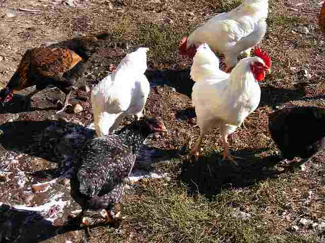 A group of chickens eating maggots.