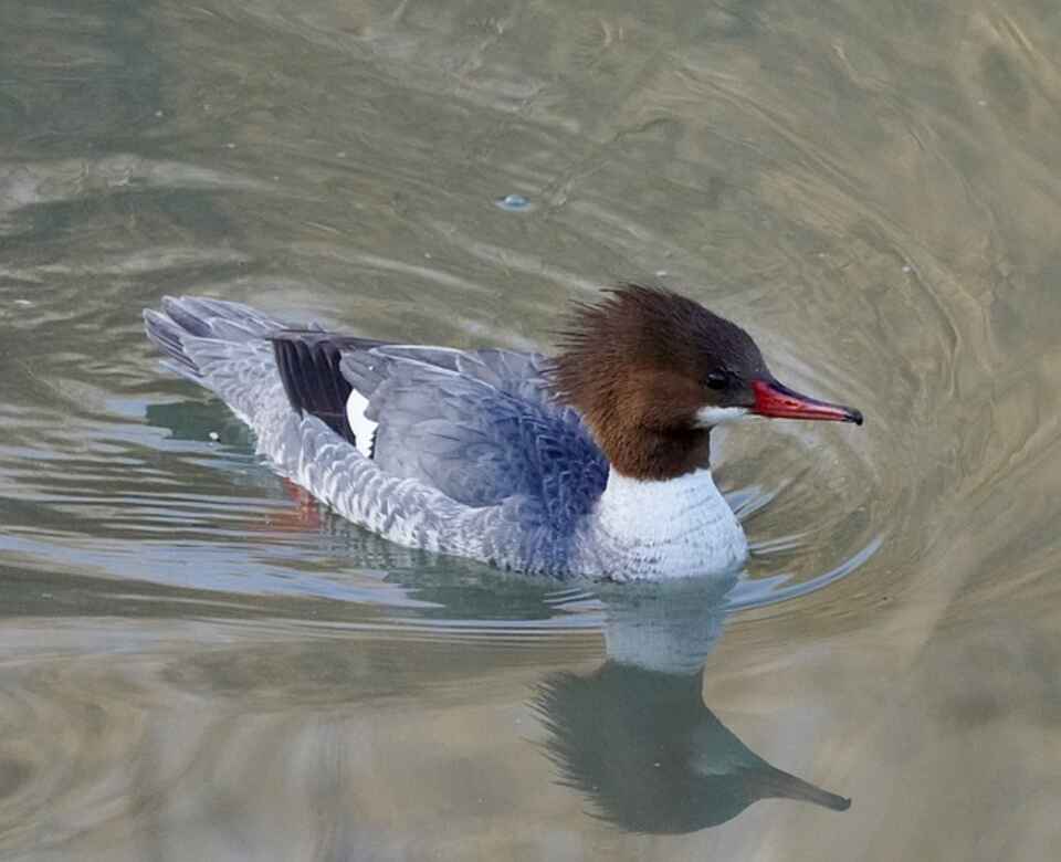 A diving duck floating across the water.
