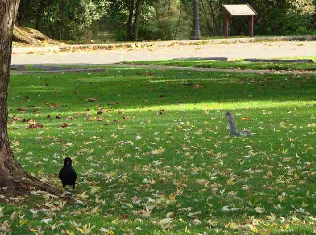 A crow and a squirrel foraging on the ground for food.