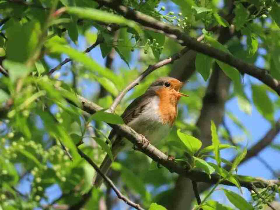 A European Robin chirping in the morning.