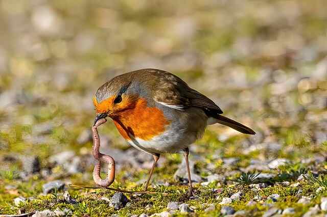 A European Robin eating a worm.