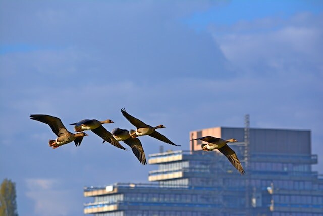 A group of geese flying real close to building windows.