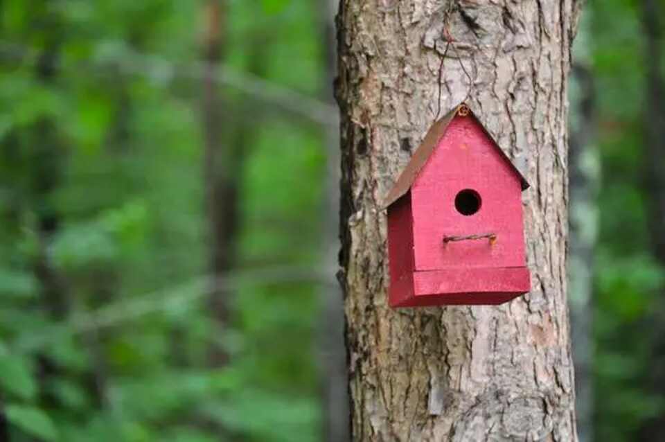 A red birdhouse hanging off the side of a large tree.