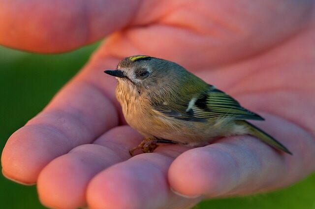 A Goldcrest perched on a person's hand.