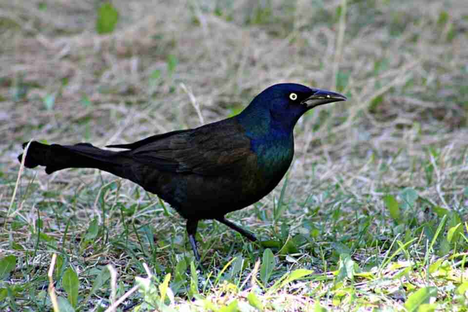 A Common Grackle foraging on the grass.