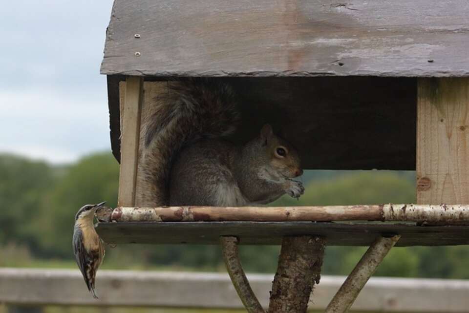A nuthatch watching a gray squirrel raiding a bird feeder 