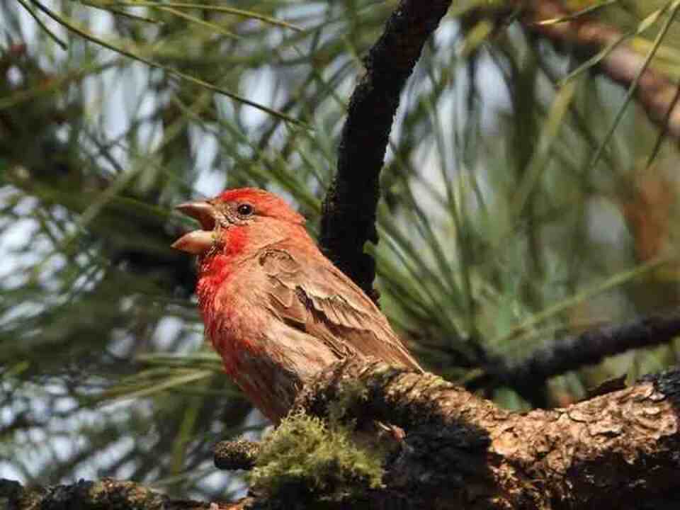 A House Finch singing away perched in a tree in the morning.