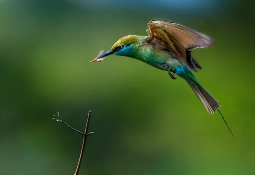 A hummingbird eating an insect in mid-air.