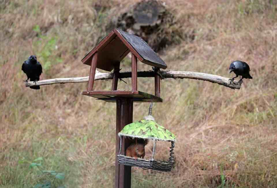 Two Jackdaws watching a squirrel raid a bird feeder.