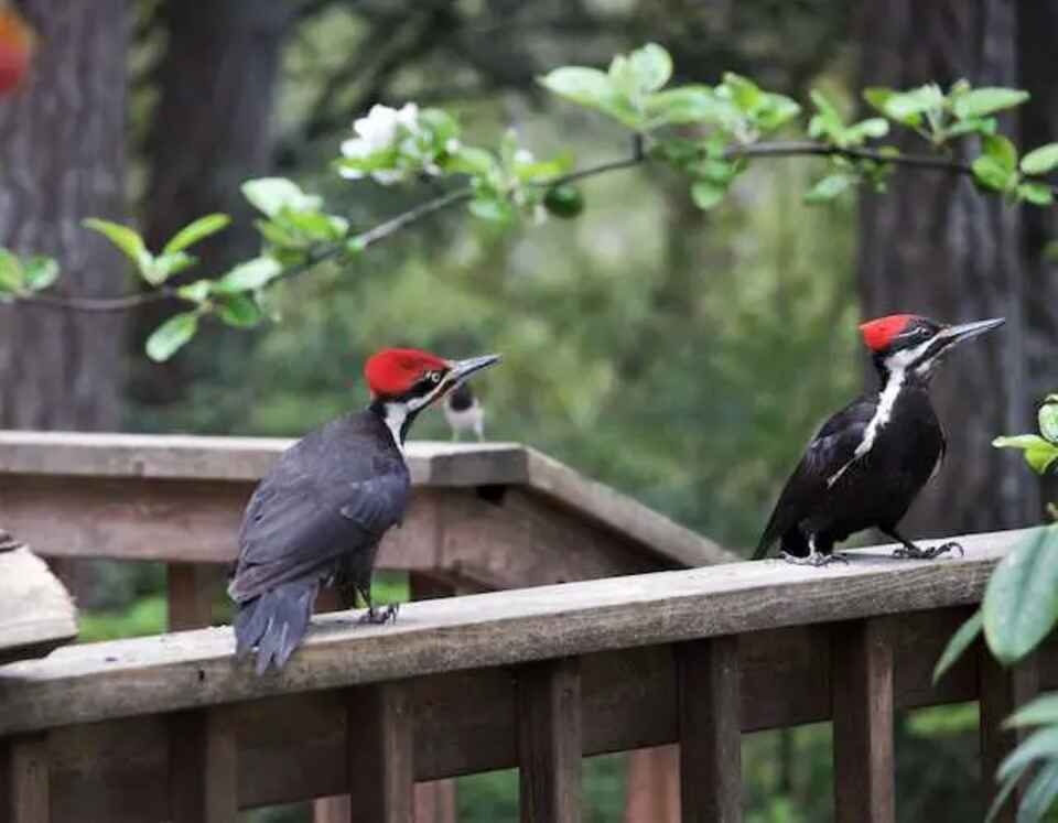 A pair of woodpeckers perched on a railing trying to access peanut butter.