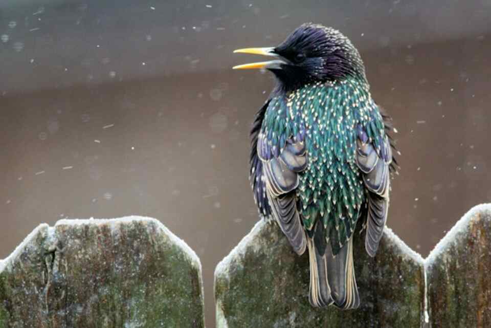 A European Starling perched on a wooden fence.