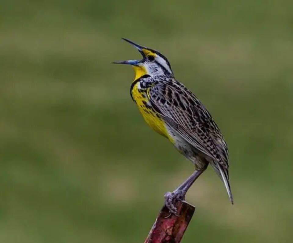 A Meadowlark singing in the morning.