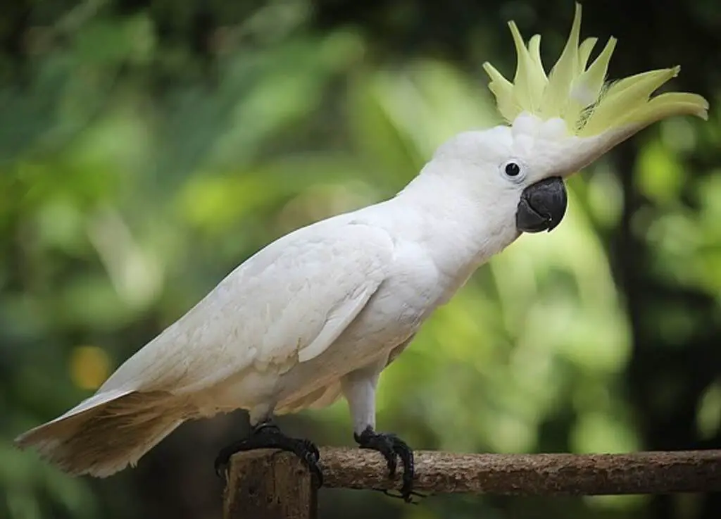 A White Cockatoo on a perch.