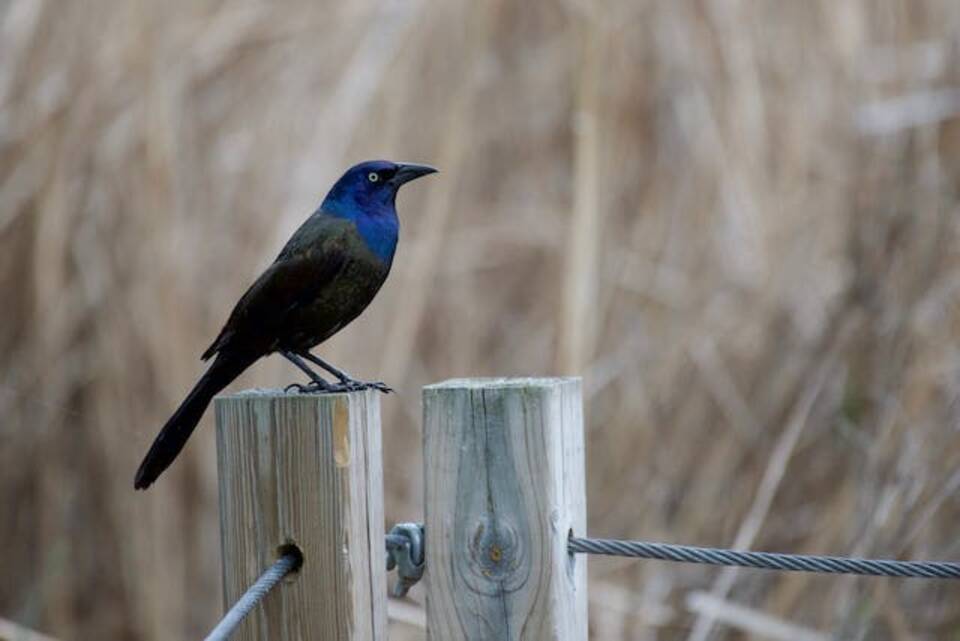 A Common Grackle perched on a wooden post.