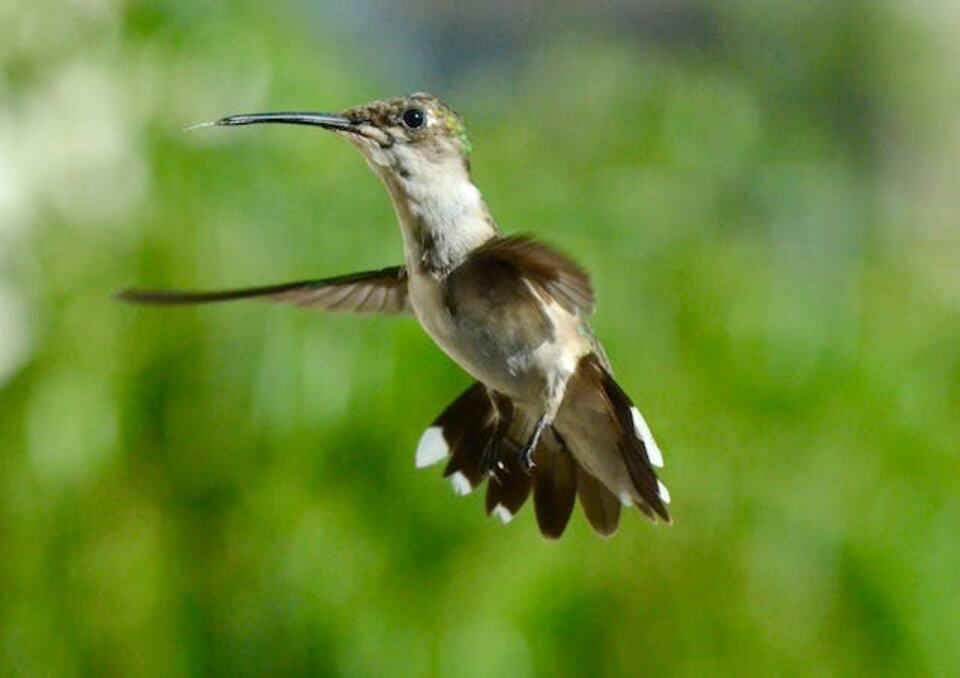 A hummingbird flying on one spot.
