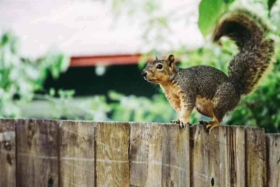 A squirrel on a wooden fence, running away from a crow.