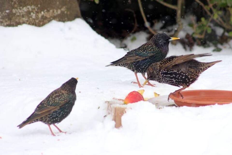 A small group of European starlings eating food from a bowl.