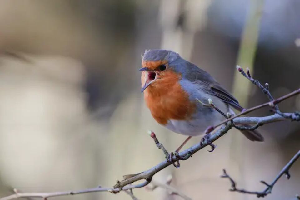 A European Robin singing in the early morning.