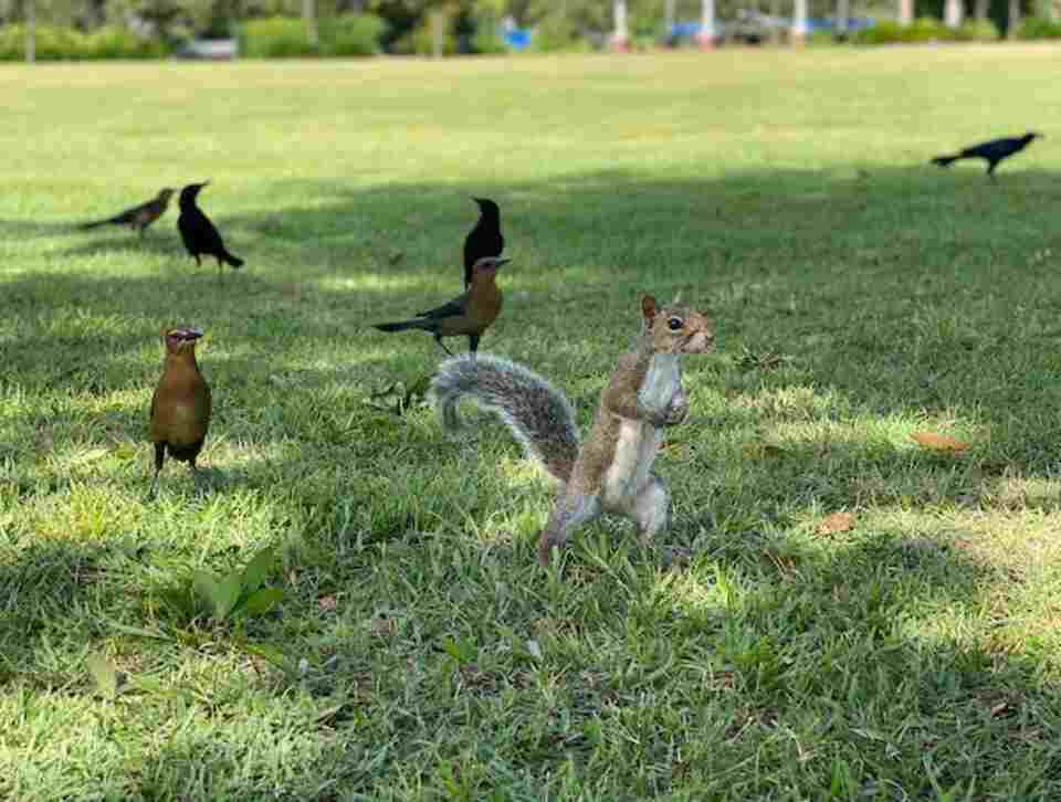 Do Squirrels Eat Birds? Revealing the Truth! Learn Bird Watching
